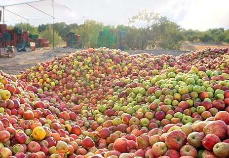 В Армении запретили продажу контрабандных яблок азербайджанского происхождения