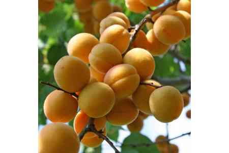 Эксперт: Армения имеет все возможности получить в этом году качественный и обильный урожай абрикосов