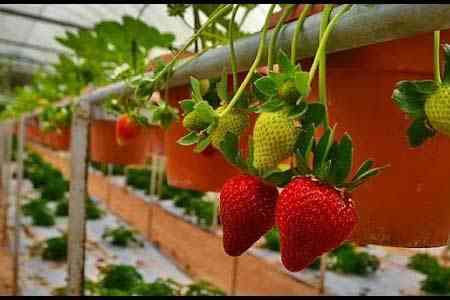 Georgia denies reports of Armenian strawberries being re-exported to  Russia under guise of Turkish goods