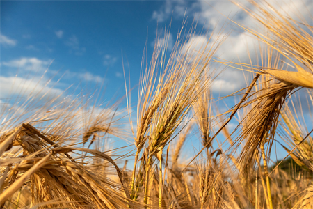 Armenia extends ban on wheat exports to non-EAEU member states