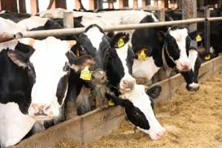 Development of livestock breeding in Armenia to be enshrined in  legislation